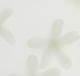 DE MI FLOR brand conceptual image